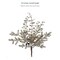 RC Home Decor; 18" Platinum Glittered Smilax, Berry, and Fir Ball Spray – Elegant Christmas Decoration; Category:Christmas Stems; Image:3